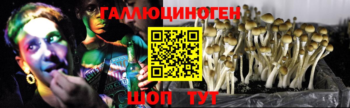 Архангельск  Галлюциногенные грибы Psilocybine cubensis  Галлюциногенные грибы прущие грибы  Вход с VPN 